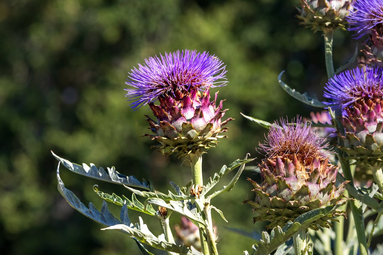 Carlina corymbosa: Descoperirea Plantei Termoregulatoare care Defie Căldura Verii